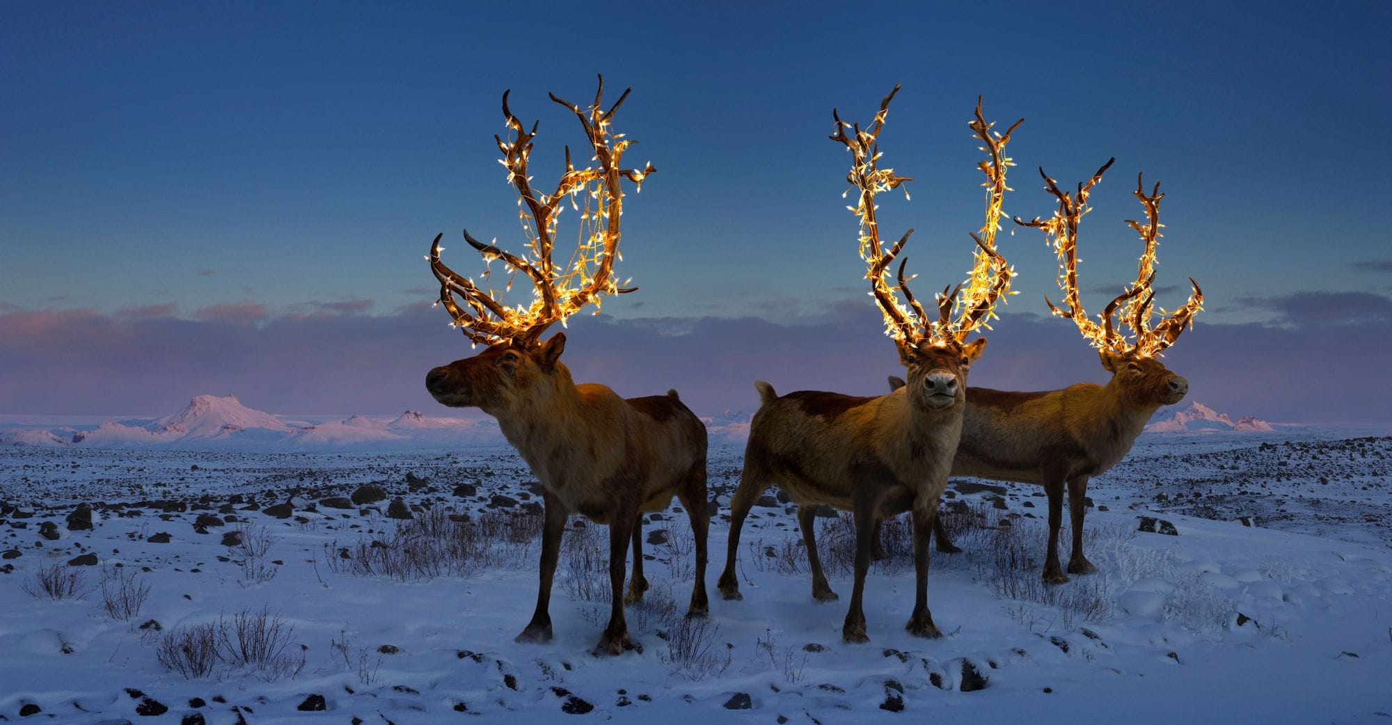 Reindeer Iceland