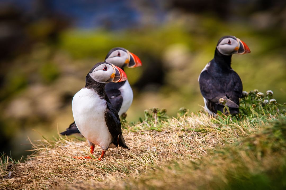 Puffins in Iceland – The Charming Icons of the North Atlantic - Key to ...