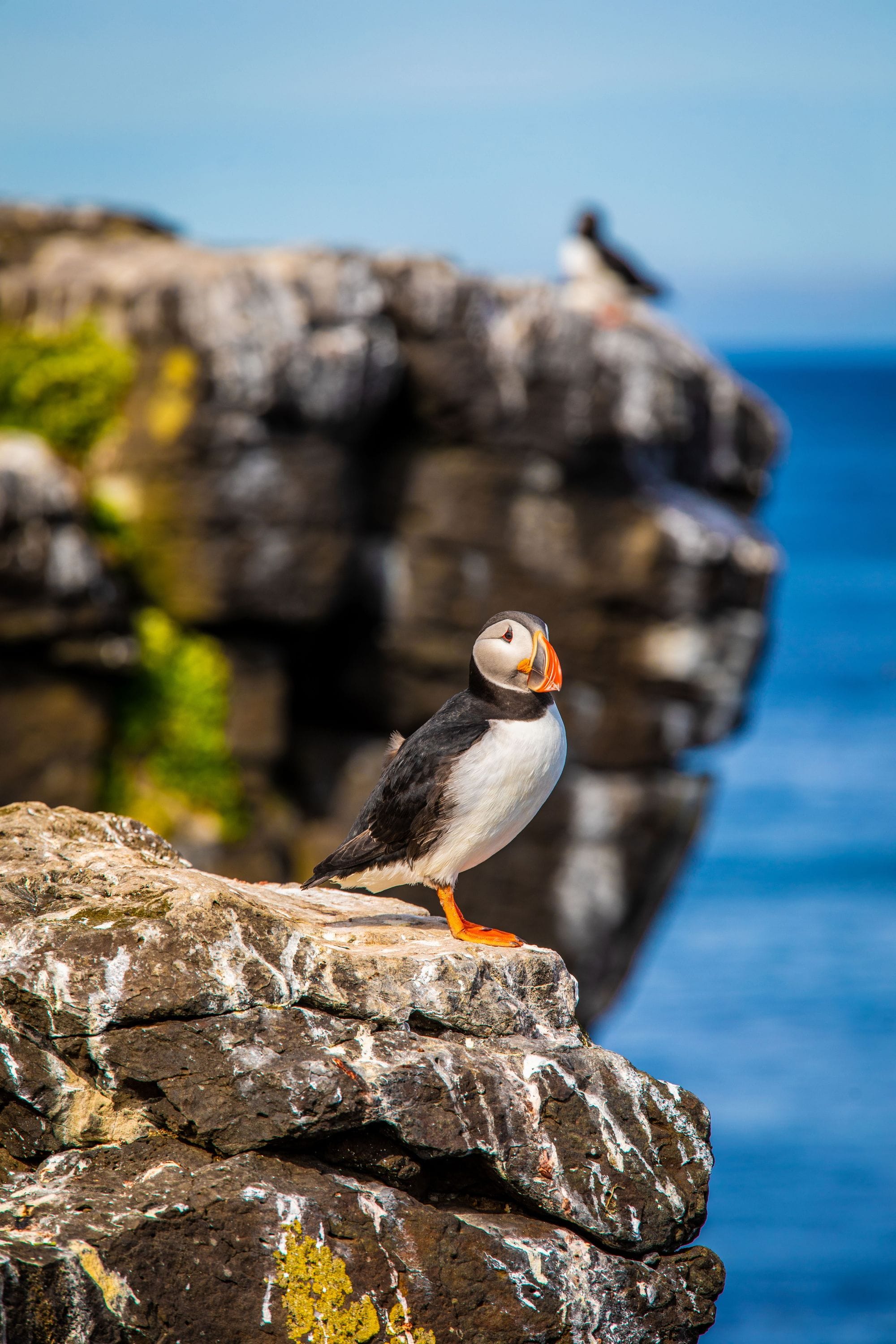 Puffin Iceland