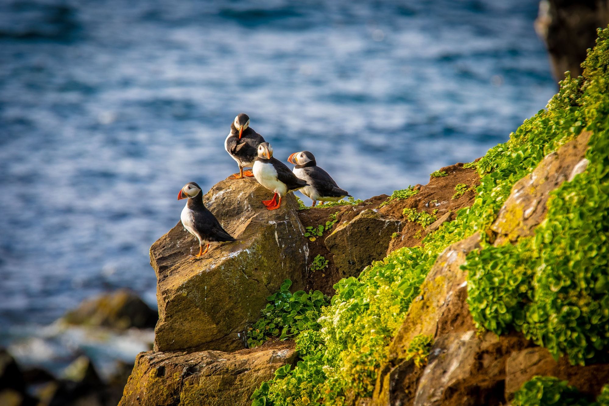 Puffin Iceland
