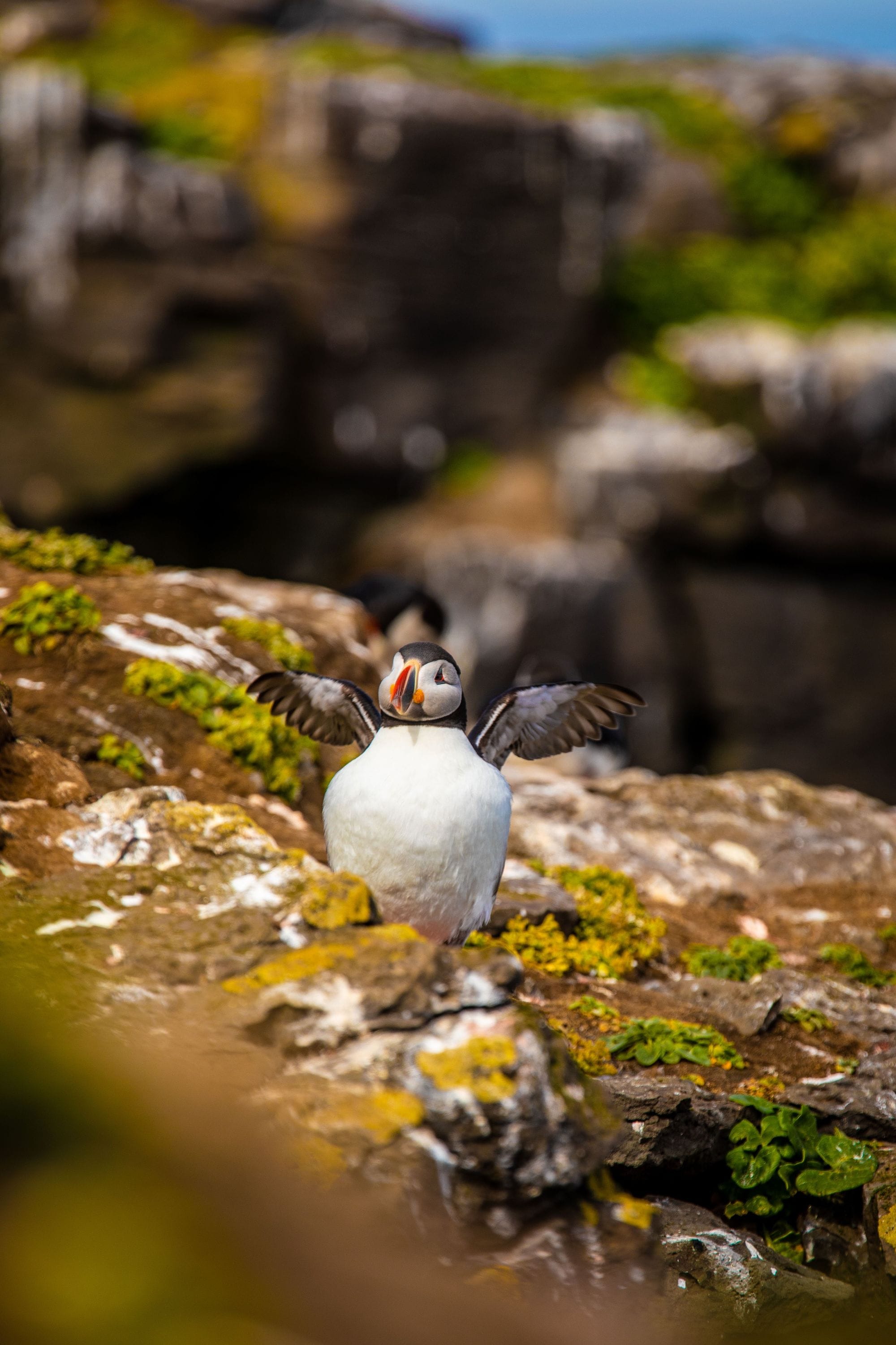 Puffin Iceland