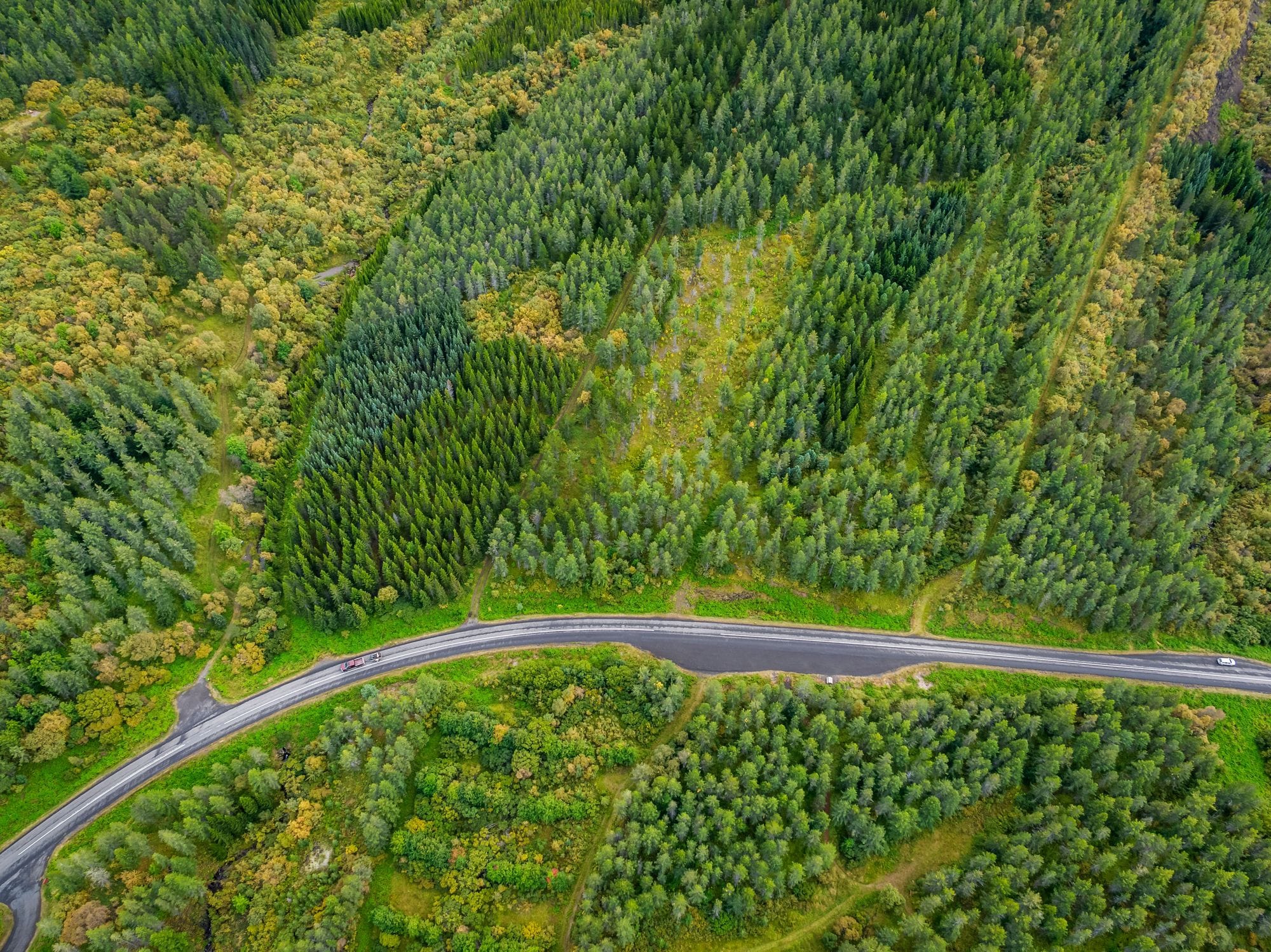 Hallormsstadaskogur East Iceland - Arctic Images
