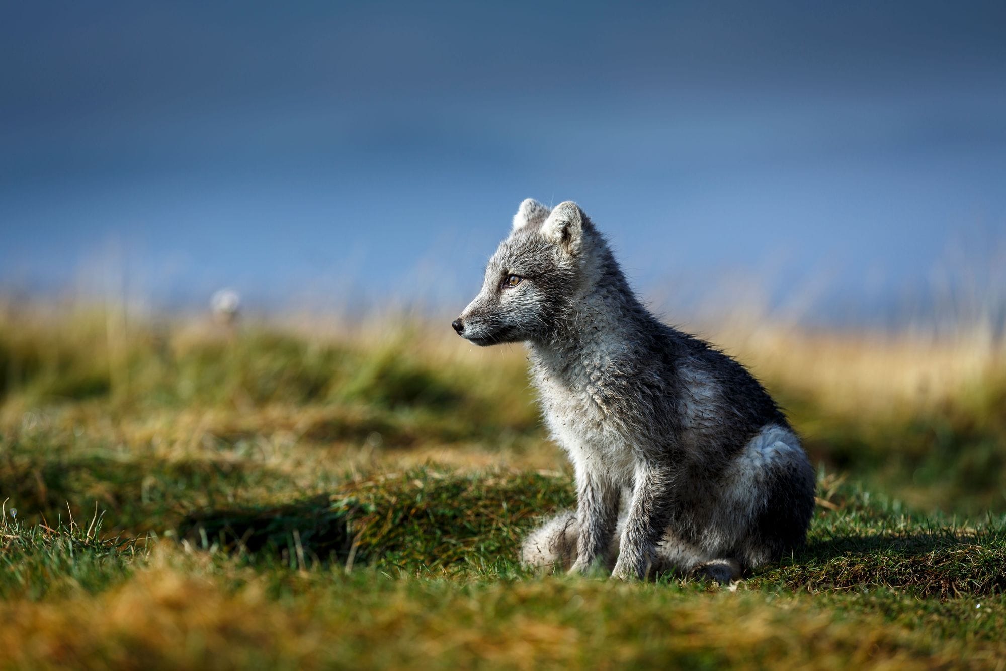 Hornstrandir Westfjords