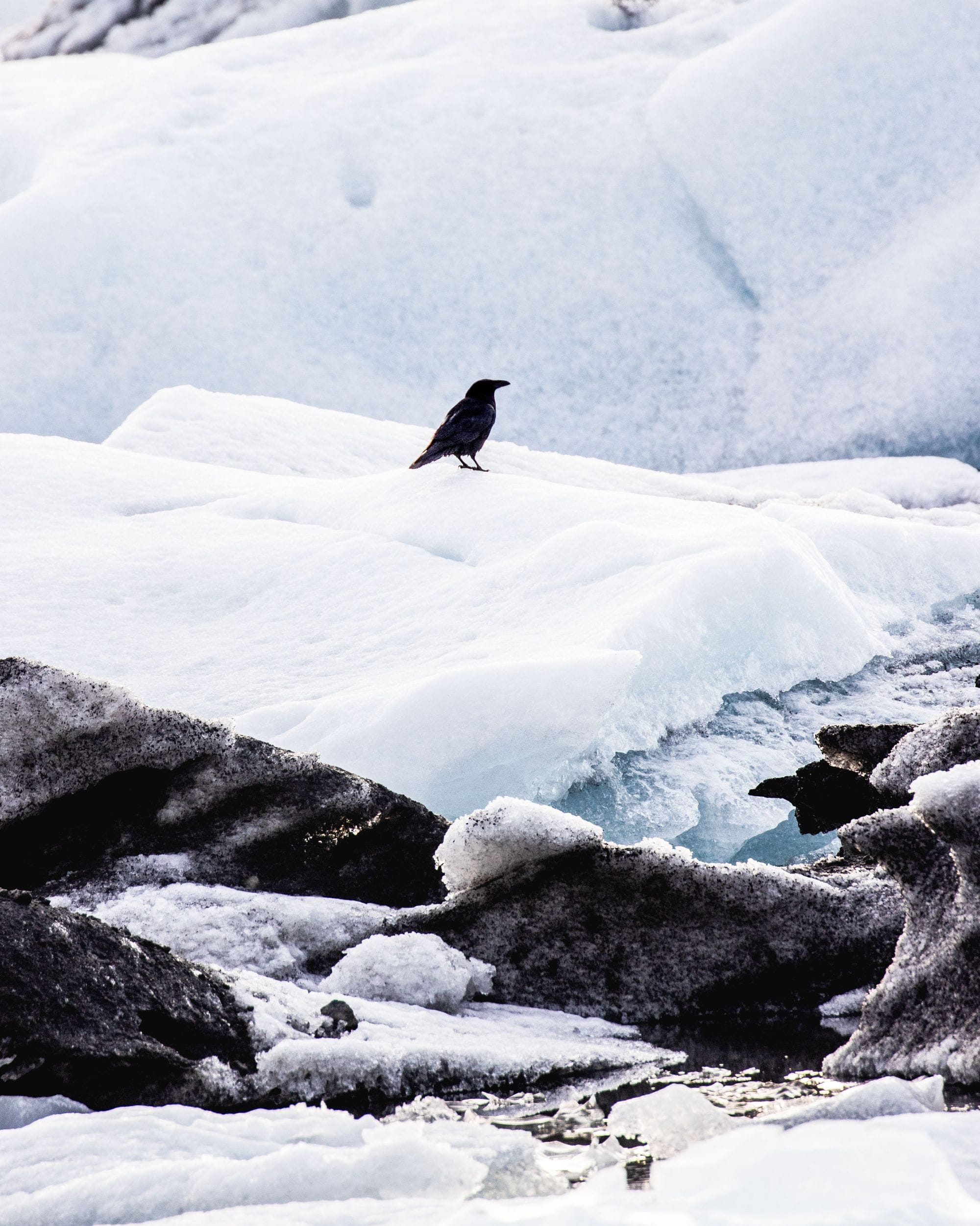 Jökulsárlón Glacier Lagoon Raven - Icelandic Explorer