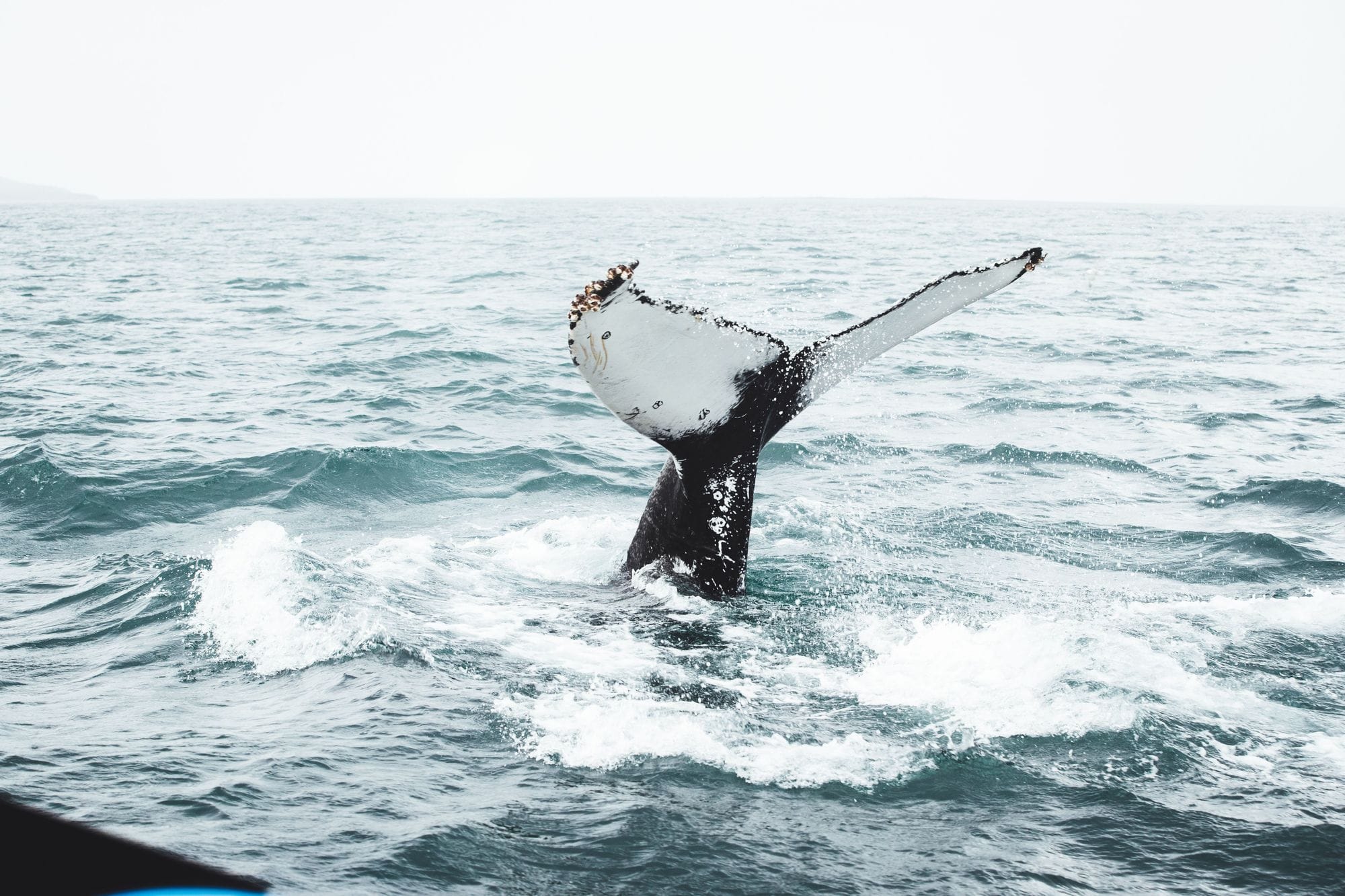 Whale North Iceland - Visit North